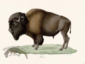 Cuvier 064 Bison